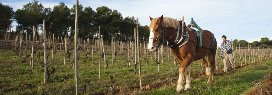 Cene con su bodeguero: Cava Recaredo