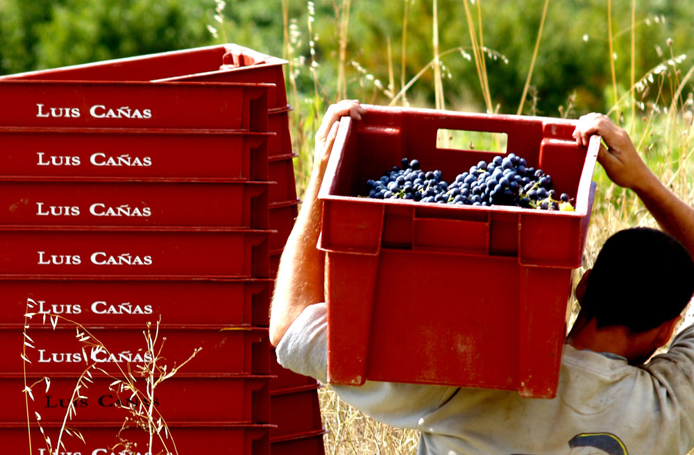 Bodegas Luis Cañas en Viavélez Madrid
