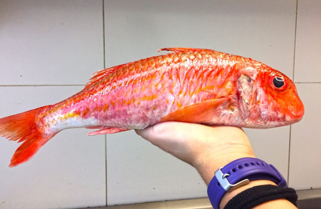 Un excepcional salmonete en Viavélez Madrid