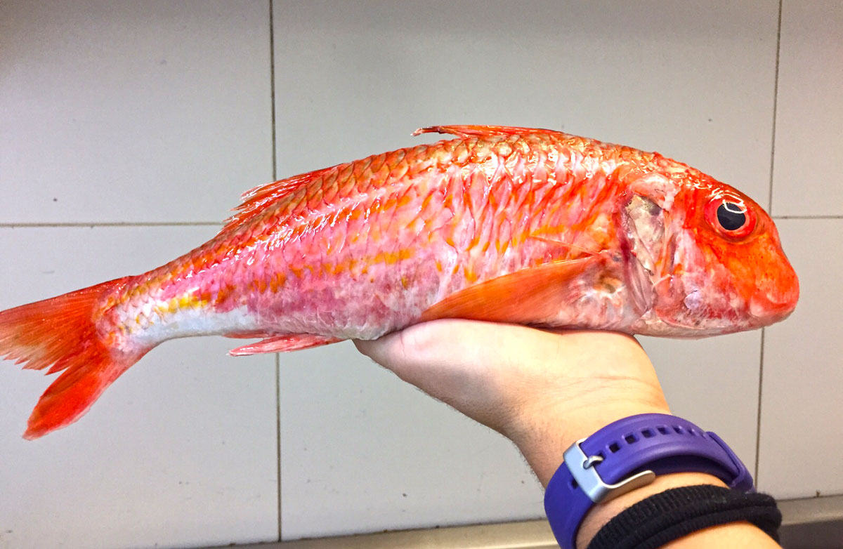Un excepcional salmonete en Viavélez Madrid