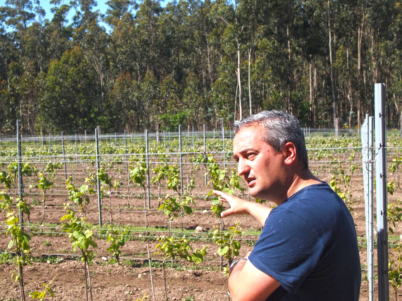 Bodegas y viñedos Rodrigo Méndez en Viavélez