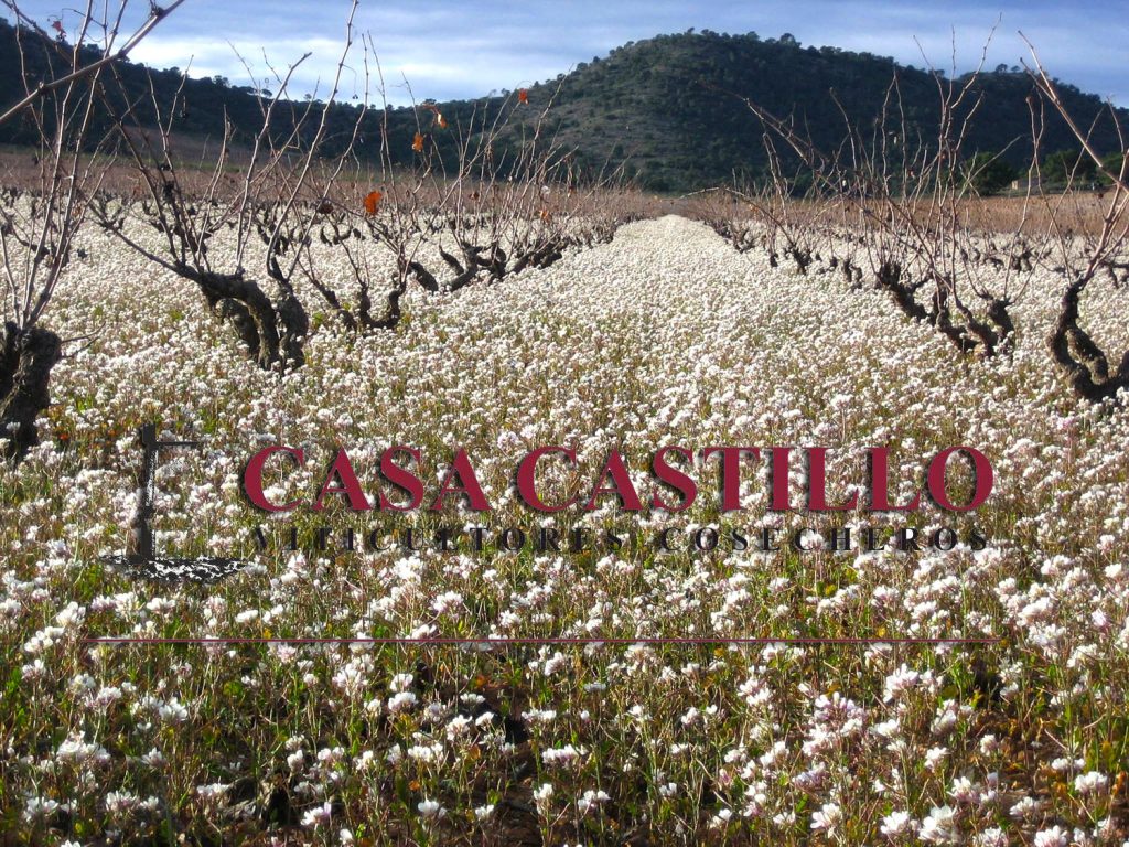 Cena con Bodegas Casa Castillo en Viavélez