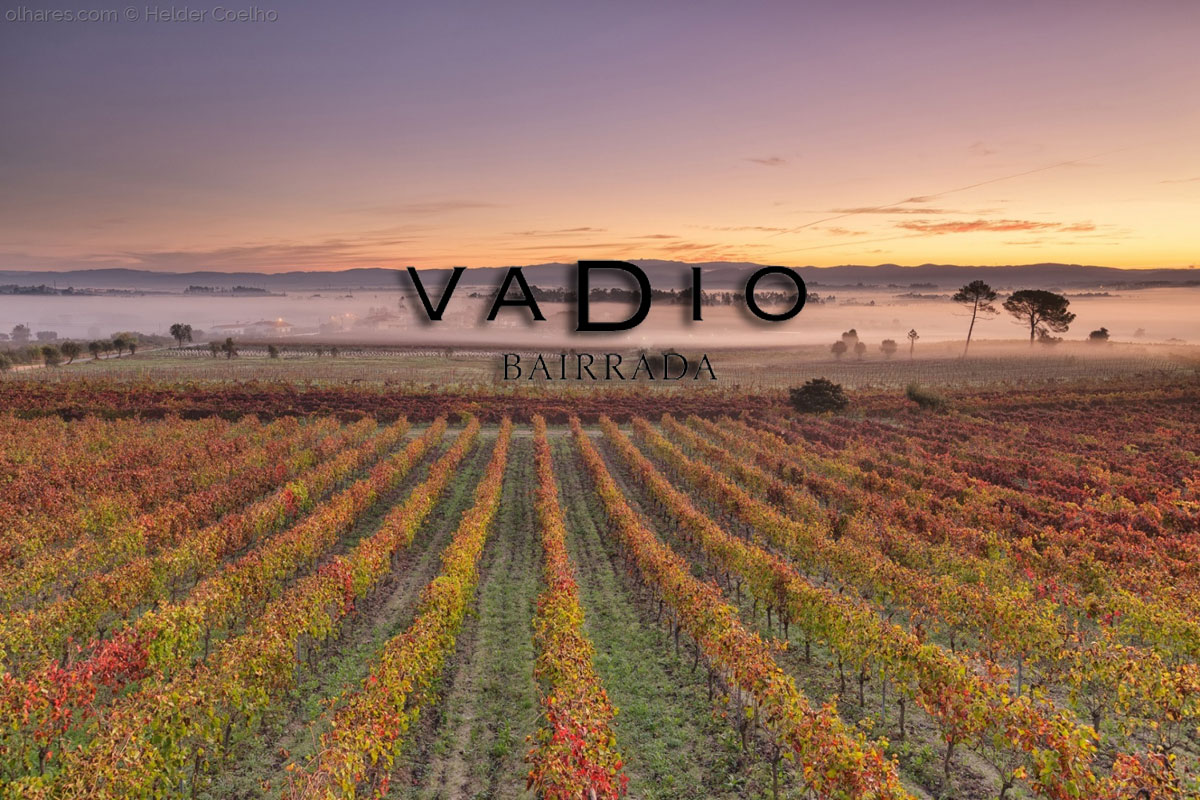 Vinos de bodega Vadio de la DOC Bairrada en Viavélez